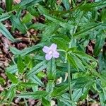 Epilobium parviflorumᱵᱟᱦᱟ