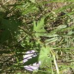 Convolvulus althaeoides Blad