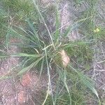 Triticum turgidum Leaf