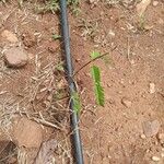 Sesbania sericea Leaf