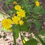 Crepis micrantha Flower