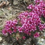 Saxifraga retusa Ostatní