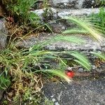 Hordeum jubatum Habit