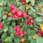 Cotoneaster franchetii ফল