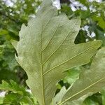 Quercus bicolor Лист