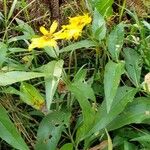 Helianthus tuberosusFlower