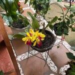 Cattleya brevipedunculata Çiçek