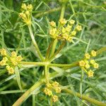 Cachrys libanotis 花