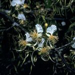 Swartzia polyphylla Flower