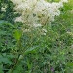 Filipendula ulmariaBlomst