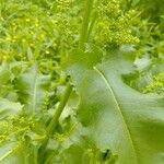 Rumex confertus Blatt