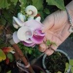 Vigna speciosa Lorea