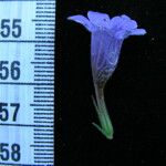 Echinacanthus attenuatus Otro