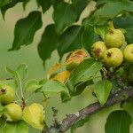 Pyrus ussuriensis Fruit