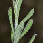 Gnaphalium palustre Leaf