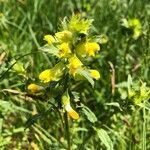 Rhinanthus major Квітка