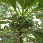 Tetrorchidium rotundatum Fruit