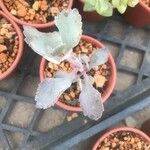 Kalanchoe pumila 葉