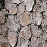 Pinus taeda Bark