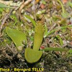 Ophioglossum lusitanicum Хабит