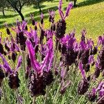 Lavandula pedunculata Blüte