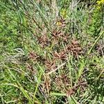 Cyperus longus Плод