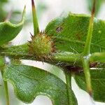 Acacia paradoxa Лист