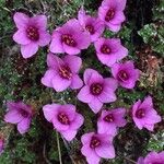 Saxifraga oppositifolia Hábito