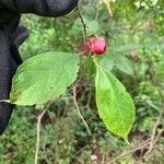 Prunus americana Blatt