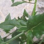 Hesperis laciniata 葉