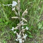 Silene italica Kwiat