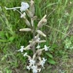 Silene italica Blüte