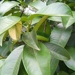 Garcinia mangostana Blad