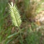 Agropyron cristatum Fruto