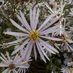 Aster pyrenaeus Blüte