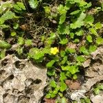 Saxifraga cymbalaria Fleur