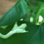 Aristolochia tomentosa Blomst