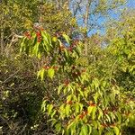 Lonicera maackiiFrouezh