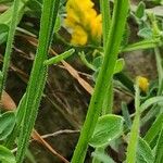 Genista sagittalis Corteza