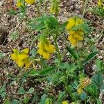 Trigonella esculenta Blüte