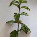 Hyptis brevipes Hoja