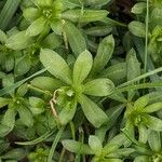 Galium mollugo Leaf