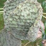 Opuntia microdasys Blad