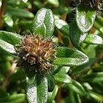 Thymus longicaulis 花