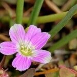 Lewisia pygmaea Цвят