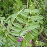 Vicia sativa Frunză