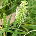 Rostraria cristata Fruit