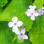 Lunaria rediviva花