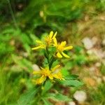 Solidago virgaurea花