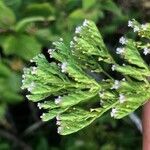 Valeriana calcitrapae Blatt